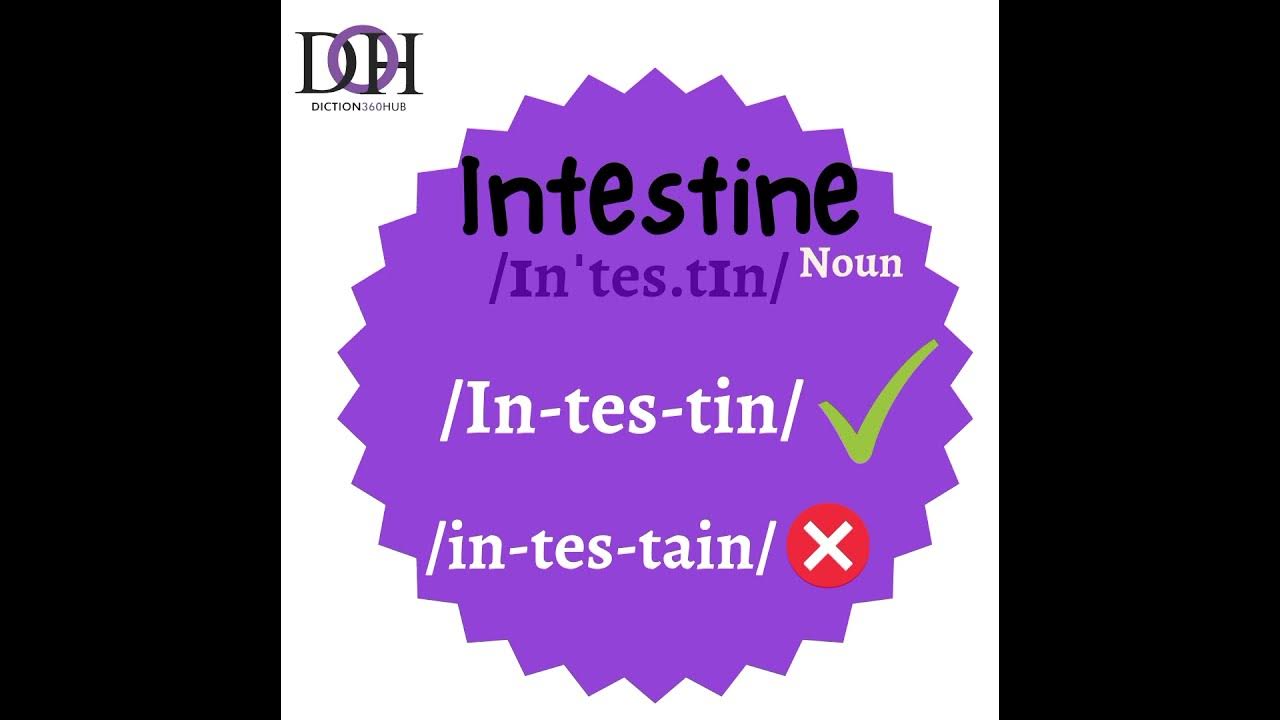 How To Pronounce Intestine pronunciation vocabulary learnenglish how-to-pronounce-intestine-pronunciation-vocabulary-learnenglish