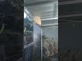 tawon membawa berkah