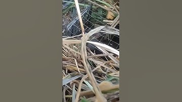 Quái vật khủng mùa hè [] Nghề bẫy chuột mưu sinh shorts #mouse #trap #rat #chuột #bẫychuột #sănbắt