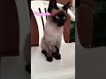#gatos #memes #cosplay #viralvideo #foryou #foryou #dance #trend