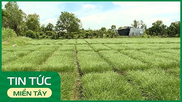 Xã Mỹ An Hưng (Đồng Tháp): Phát triển kinh tế tập thể giúp tiêu thụ nông sản bền vững | THDT