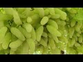 2023 first harvesting In grapes  = grapes harvesting in India