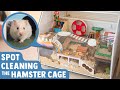 How I Spot Clean My 1300in² DIY Hamster Cage | Syrian Hamster Care