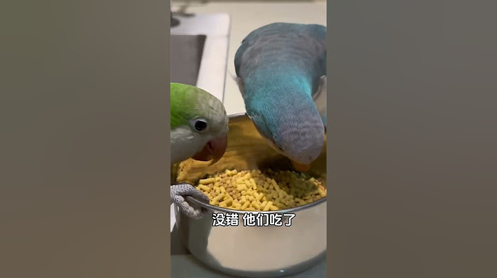 胖胖好像觉得自己是人，给它鸟粮能全掀了~#小鸟互动 #搞笑 #pets #birds #parrot #animals #cute #funny #治愈#shorts