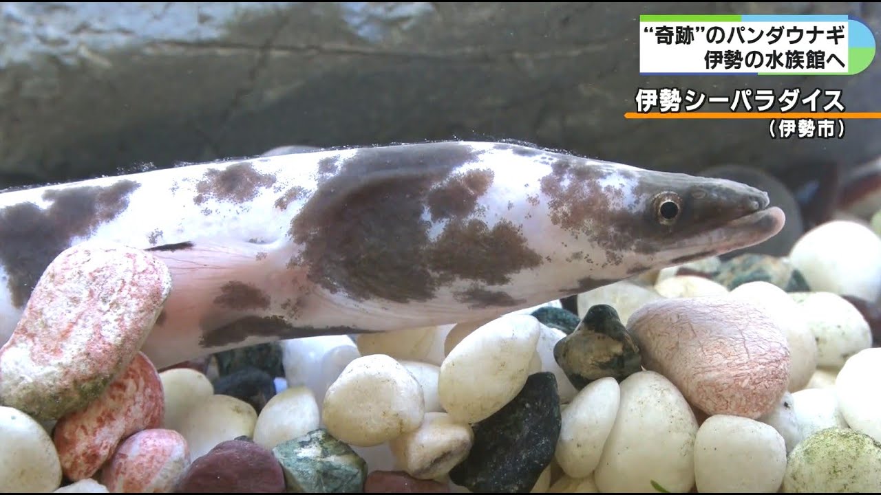 数万匹に1匹とされる奇跡の「パンダウナギ」 うなぎ屋から水族館へ 