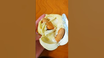 Sầu riêng chất quá#shorts