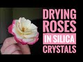 Drying Roses in Silica Crystals