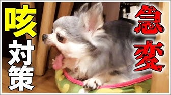 犬の咳 Youtube