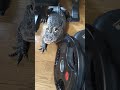 春が近づくと賑やかなレックス🐊達