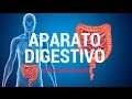 Aparato digestivo (sistema gastrointestinal)