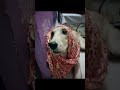 golu molu cute potato #dog #cute#jackudon