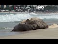 Elefante marino a sorpresa sulla spiaggia di Copacabana attira curiosi