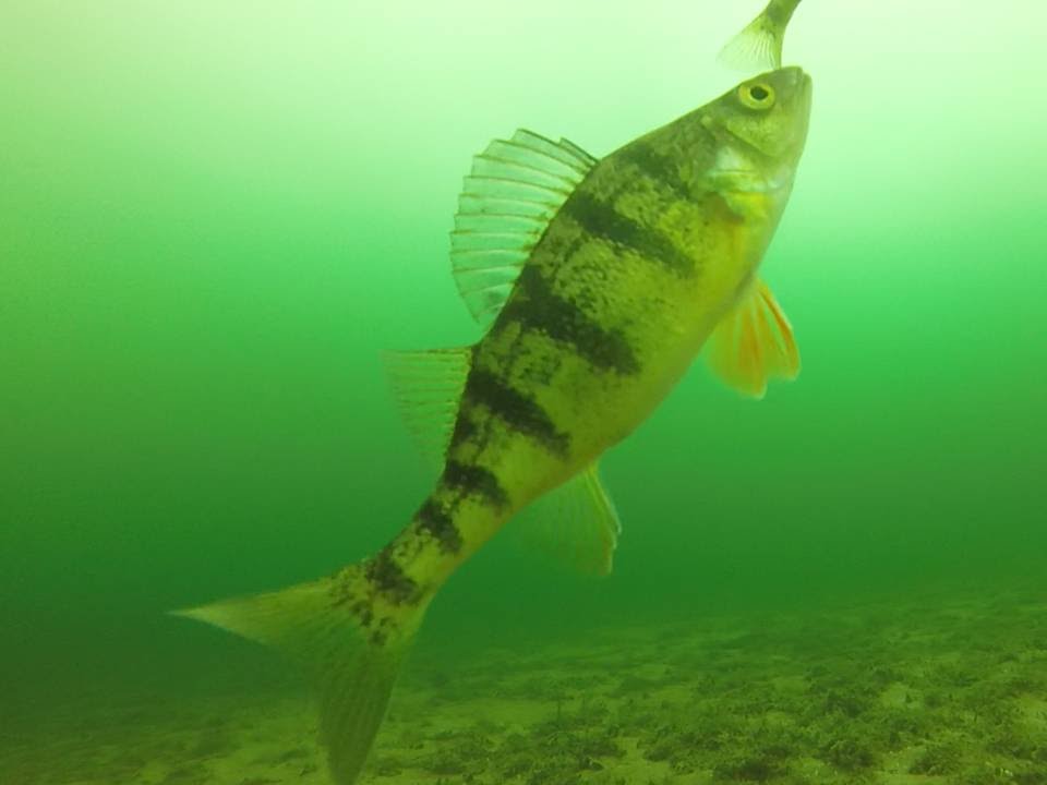Our best GoPro underwater video of perch fishing YouTube