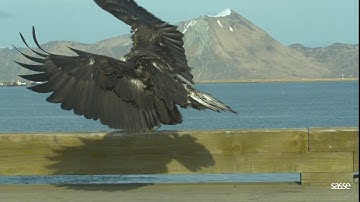 Wild Bald Eagle SloMo landing - incredible details 1000 fps