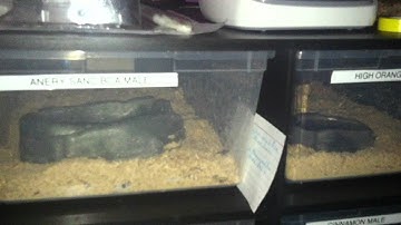 New Reptile Rack From Reptile Basic!