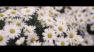 Mühlenbeck - gärtnerei und blumenladen in münster