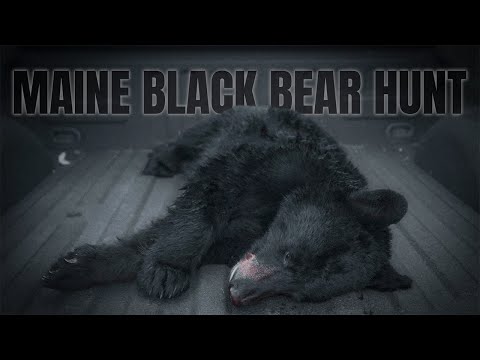 A Maine Black Bear Hunt: No Plan, Just Action