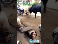 #cow #ekmotahathighumechala #funny