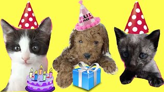 Cumpleaños feliz de mi perrito con los gatitos bebés Luna y Estrella para niños / Funny cats