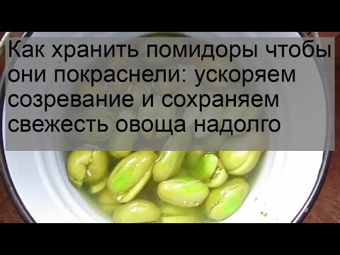 Как хранить помидоры чтобы они покраснели: ускоряем созревание и сохраняем свежесть овоща надолго
