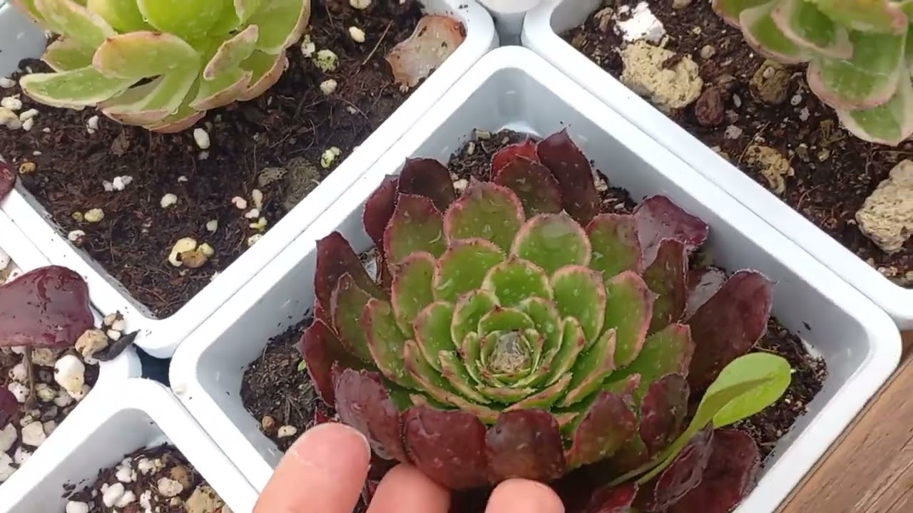 Dolu dolu aeoniumlar yükleniyor kalbinize acele eden en guzelini alir 🥰