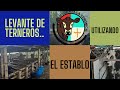 UNA ALTERNATIVA RENTABLE LEVANTE DE TERNEROS EN ESTABULACION