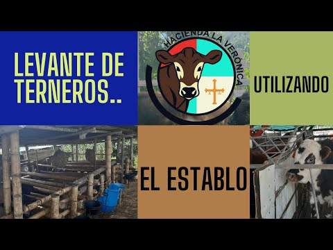 Video: Cómo Hacer Terneros Delgados