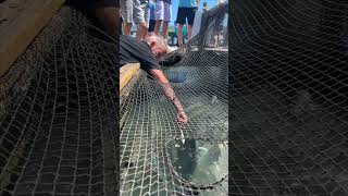 Man Hand Feeds Tarpon Fish, Large One Latches Onto His Arm, Startling Crowd