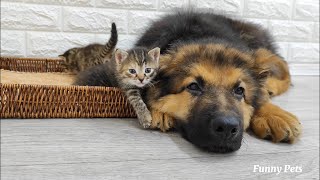 Unexpected friendship: German Shepherd puppy and kittens unite by Funny Pets 1,461 views 7 months ago 8 minutes, 37 seconds