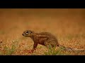 Cobra VS Mongoose Love Nature And Creative The Better Of Cobra VS Mongoose Love Nature And Creative The Better Of