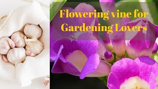 വെളുത്തുള്ളിച്ചെടി|Garlic vine| Sarpagandhi |Climber |Purple flower| Patio Garden|