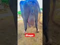 Bigest jaffrabadi buffelo