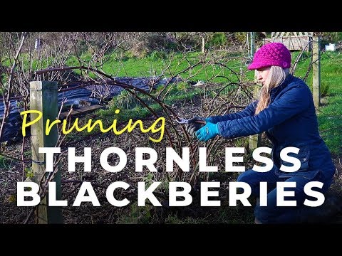 How to prune Thornless Blackberries