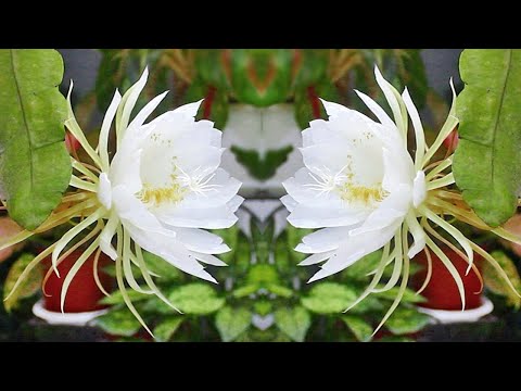 Rarest Queen Of The Night Flower - How To Grow x Care