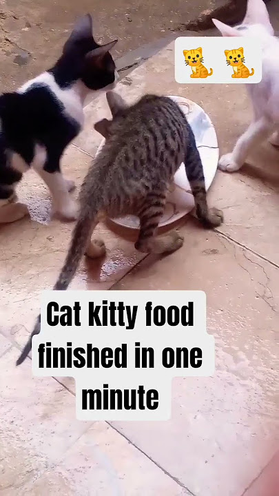 Kitty 😺#catvideos #cat #matercat #kitten #catlife #kitty#justfun #foodfinised