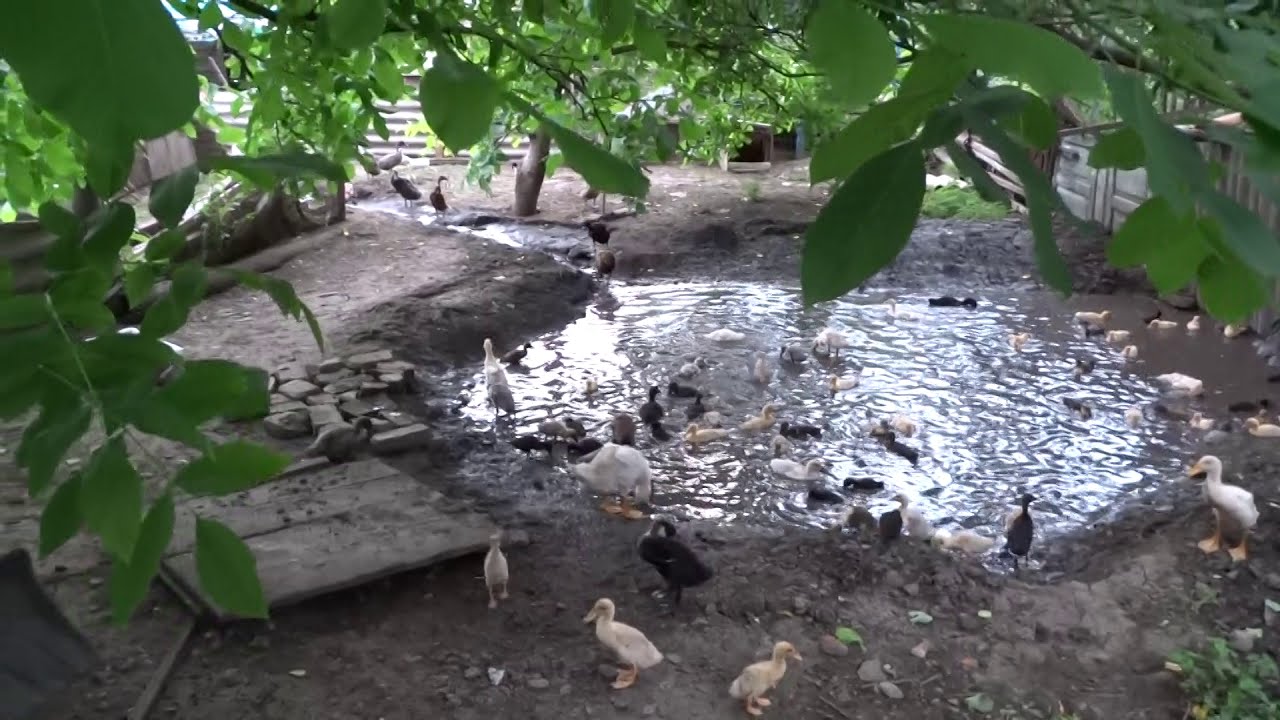 Индийский бегунок выпустили из клеток 3 возраста