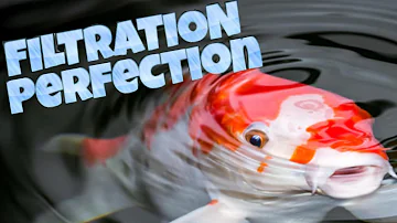 Perfect Koi fish pond filtration - everything you need to know