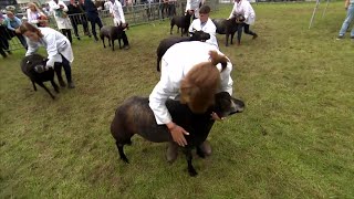 Pencampwriaeth Benywaidd Texel Glas | Blue Texel Female Championship