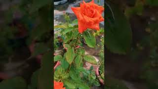 today's blooming Orange rose in My garden # please like & subscribe