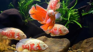 Oscar fish Feeding