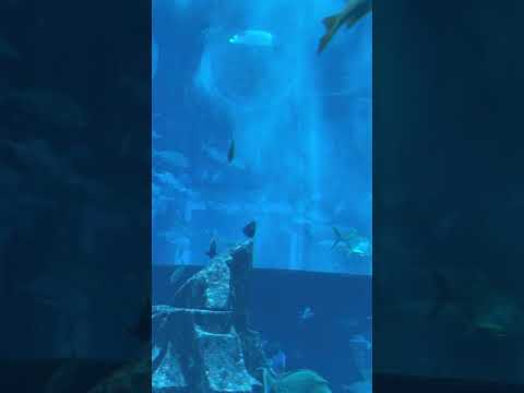 Lost Chamber Aquarium “Atlantis” Dubai❤️