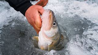 Exploring New Waters For Greenback Walleye