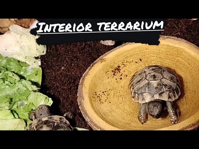 Custom Vivarium for a Tiny Baby Tortoise : r/DIY