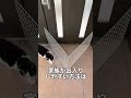 【猫の脱走防止対策】玄関、ベランダや庭に出る掃き出し窓 #Shorts