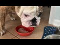 Reuben the Bulldog: Food For Thought