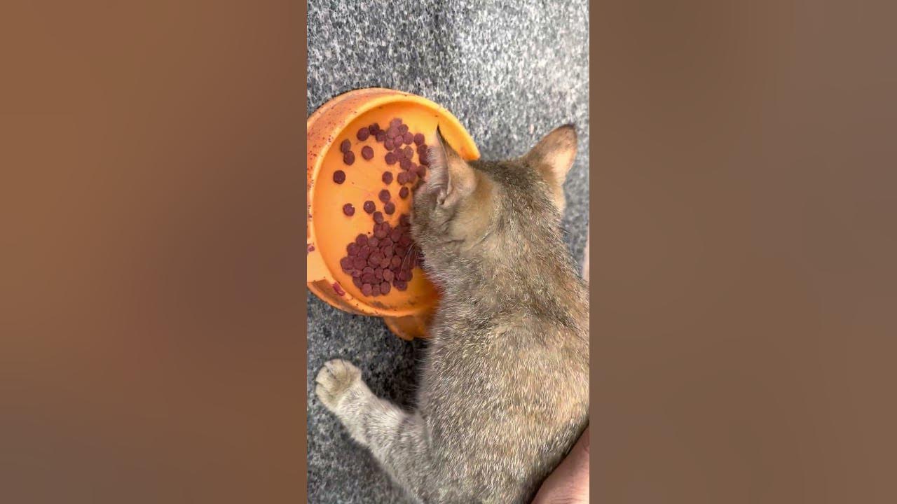 Mom cat nibbling at the food! YouTube