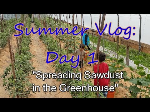 growing tomatoes in colorado Mulching with Sawdust in the Greenhouse!