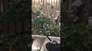 My bonsai Plants during night ?♥️♥️ shorts