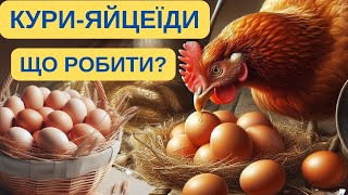 КУРИ ЇДЯТЬ ЯЙЦЯ? ЦЕ МОЖНА ВИПРАВИТИ!@kyruvgaragi