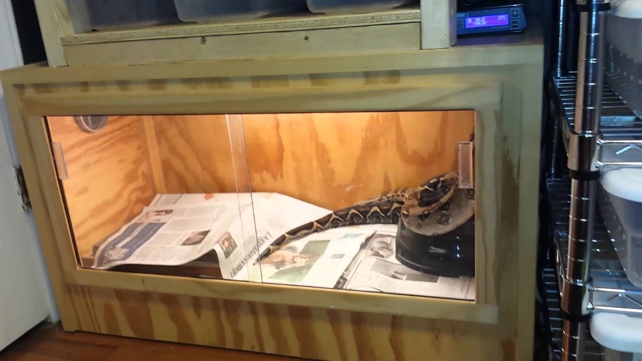 boa constrictor imperator cage size boa constrictor imperator cage size